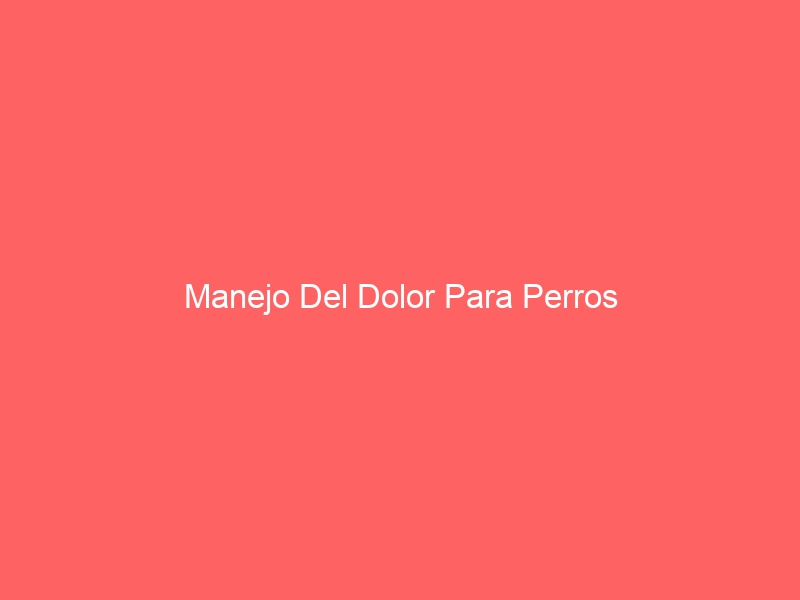 Manejo Del Dolor Para Perros